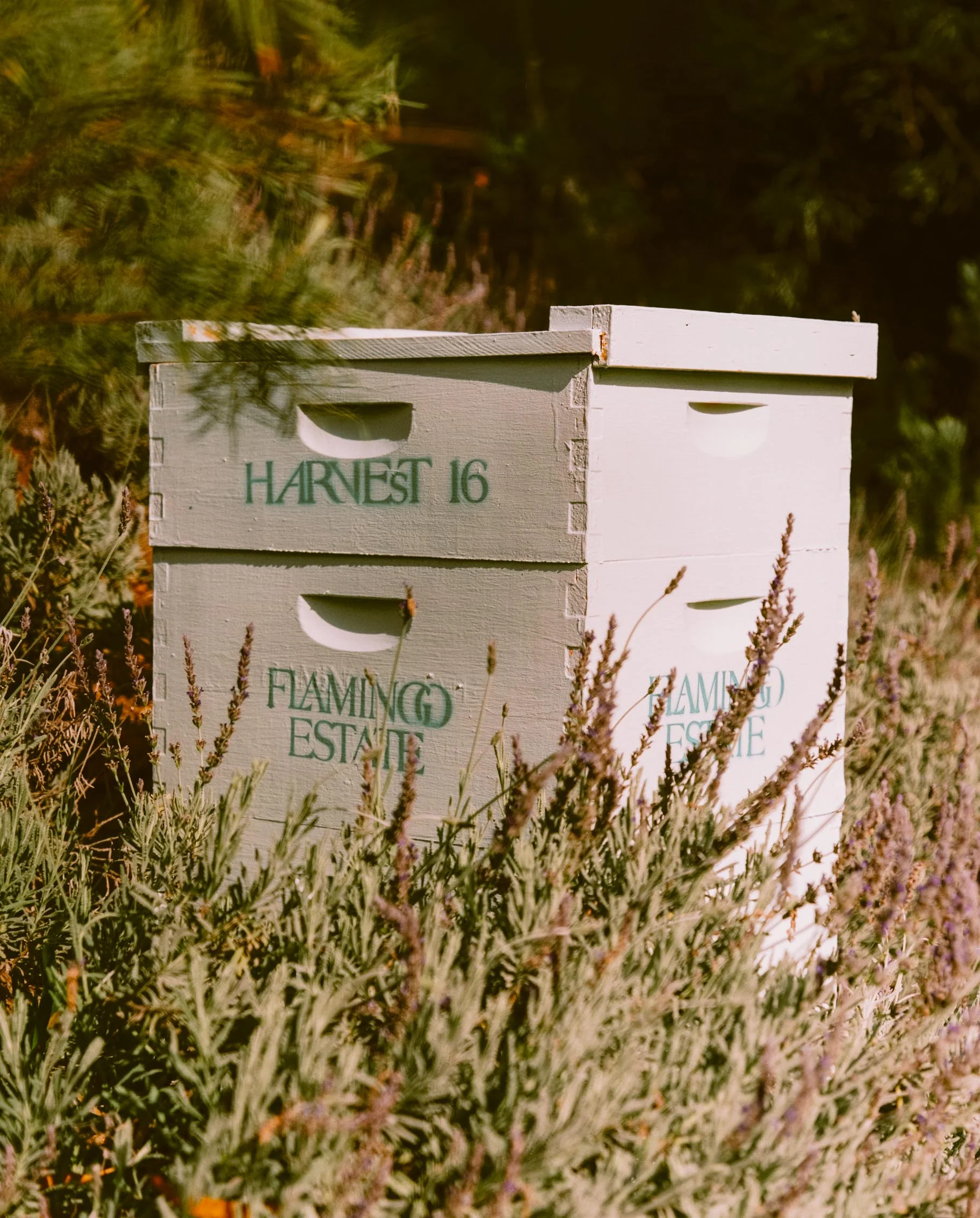 California Wildflower Honey - Image 4